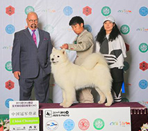 萨琳娜 - (CH.CN) Caroline Of Mo Wang Jia Zu Kennel (FCI)