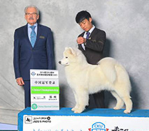 捷豹- (CH.CN) IT Jiebao Of Mo Wang Jia Zu Kennel (FCI)