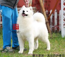 小可爱- Jenny of Rong Ao Si Ting Kennel