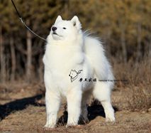 坚强 - (CH.CN)Pet Firm of Mo Wang Jia Zu Kennel（FCI）