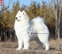 欧巴- CN.CH.Ouba of Mo Wang Jia Zu Kennel (FCI)