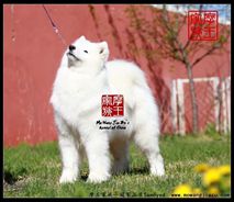 玛奇朵- (CH.CN)Joy Macdo of Mo Wang Jia Zu Kennel（FCI）