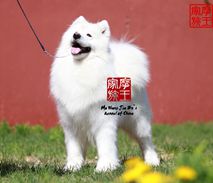 慕斯- CN CH Joy Mousse of Mo Wang Jia Zu Kennel（FCI）