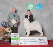 热情- (CH.CN)Pet Hot of Mo Wang Jia Zu Kennel（FCI）