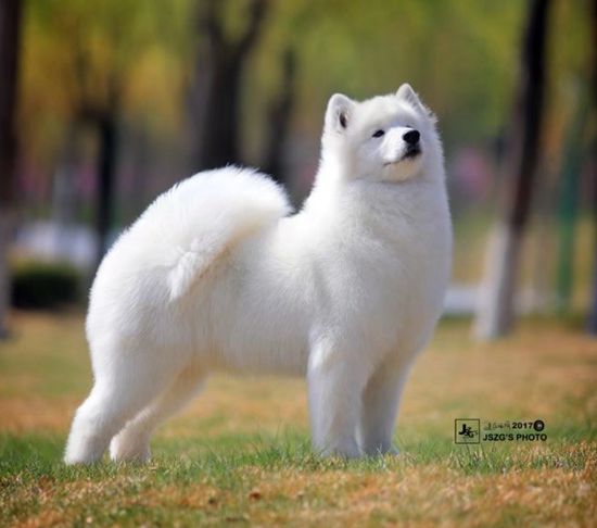 向上- CN GCH.INT.CH.CNPet Up of Mo Wang Jia Zu Kennel（FCI）