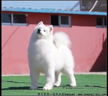 热情- (CH.CN)Pet Hot of Mo Wang Jia Zu Kennel（FCI）